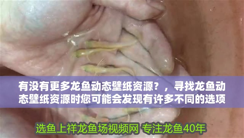有沒有更多龍魚動態壁紙資源？，尋找龍魚動態壁紙資源時您可能會發現有許多不同的選項