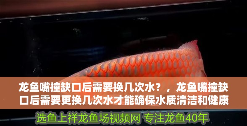 龍魚嘴撞缺口后需要換幾次水？，龍魚嘴撞缺口后需要更換幾次水才能確保水質(zhì)清潔和健康