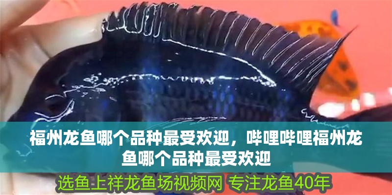 福州龍魚哪個品種最受歡迎，嗶哩嗶哩福州龍魚哪個品種最受歡迎
