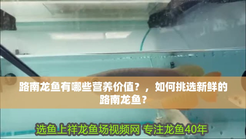 路南龍魚有哪些營養(yǎng)價值？，如何挑選新鮮的路南龍魚？