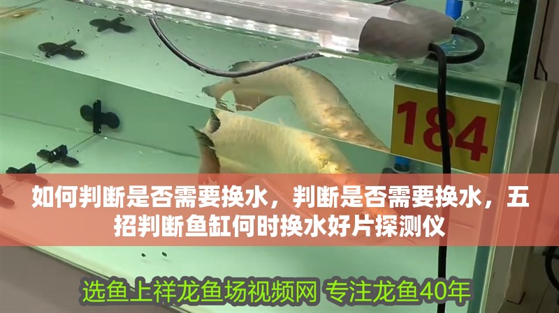 如何判斷是否需要換水，判斷是否需要換水，五招判斷魚(yú)缸何時(shí)換水好片探測(cè)儀