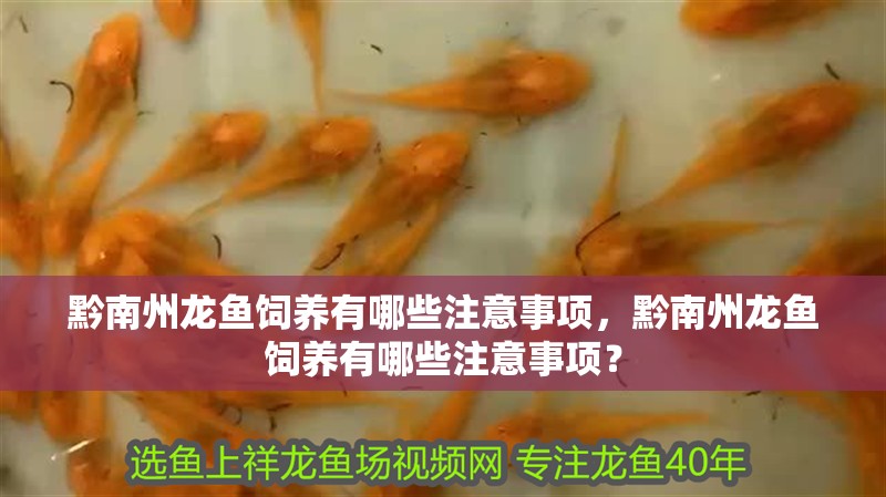 黔南州龍魚飼養有哪些注意事項，黔南州龍魚飼養有哪些注意事項？