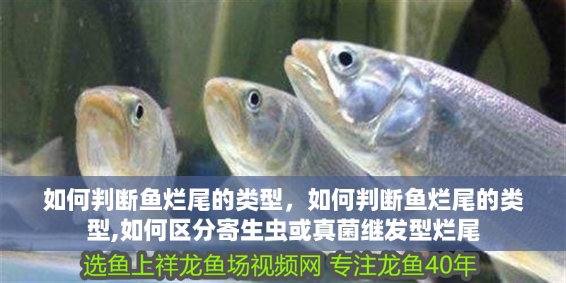 如何判斷魚爛尾的類型，如何判斷魚爛尾的類型,如何區分寄生蟲或真菌繼發型爛尾