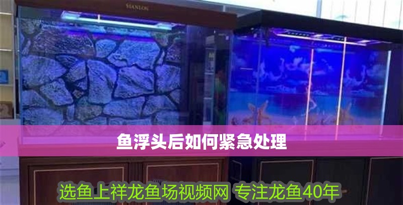 魚浮頭后如何緊急處理