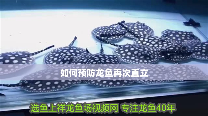 如何預防龍魚再次直立