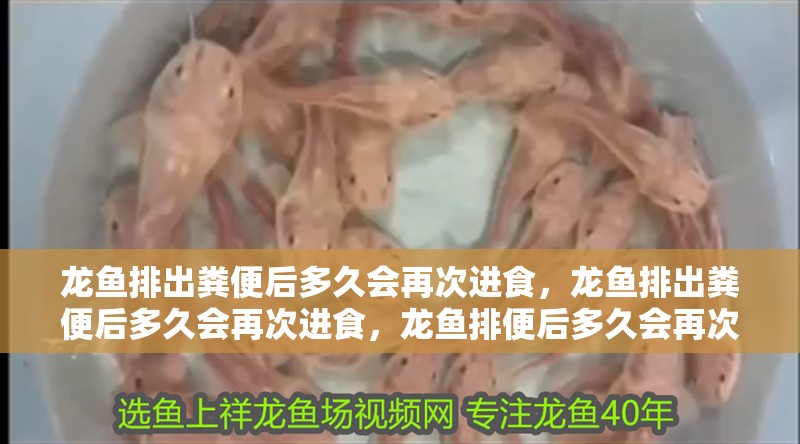 龍魚排出糞便后多久會再次進食,龍魚排出糞便后多久會再次進食,龍魚排便后多久會再次進食