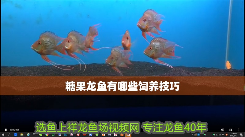 糖果龍魚有哪些飼養技巧