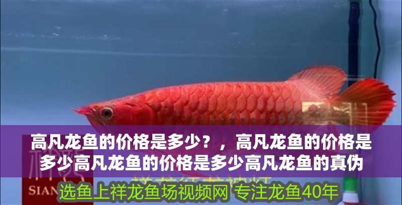 高凡龍魚的價格是多少？，高凡龍魚的價格是多少高凡龍魚的價格是多少高凡龍魚的真偽
