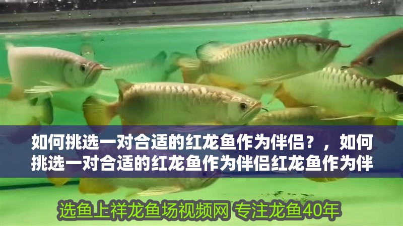 如何挑選一對合適的紅龍魚作為伴侶？，如何挑選一對合適的紅龍魚作為伴侶紅龍魚作為伴侶