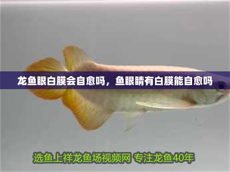 龍魚(yú)眼白膜會(huì)自愈嗎，魚(yú)眼睛有白膜能自愈嗎