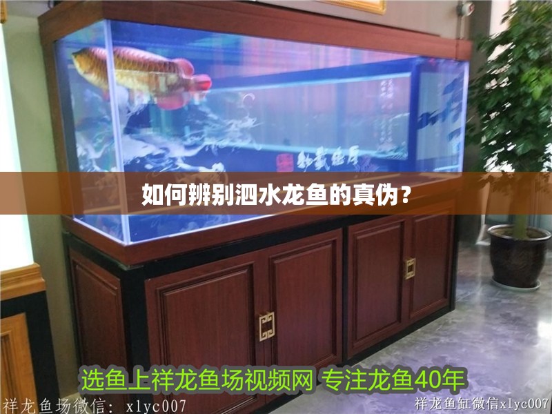 如何辨別泗水龍魚的真偽？