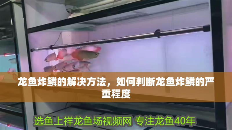 龍魚炸鱗的解決方法，如何判斷龍魚炸鱗的嚴重程度