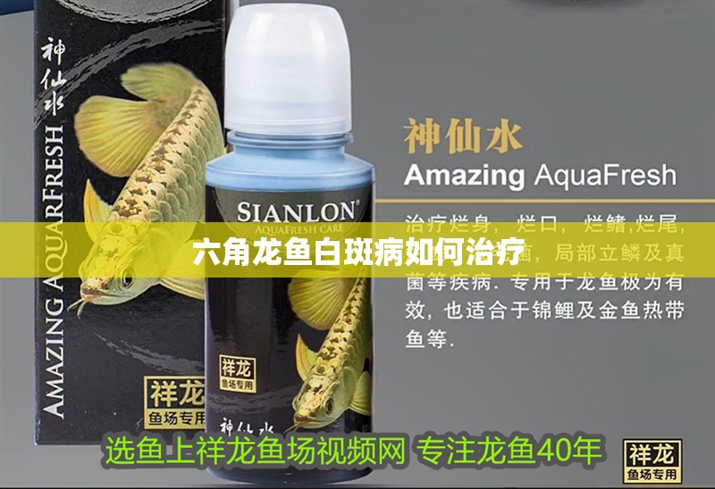 六角龍魚白斑病如何治療