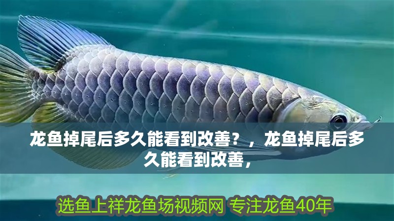 龍魚掉尾后多久能看到改善？，龍魚掉尾后多久能看到改善，