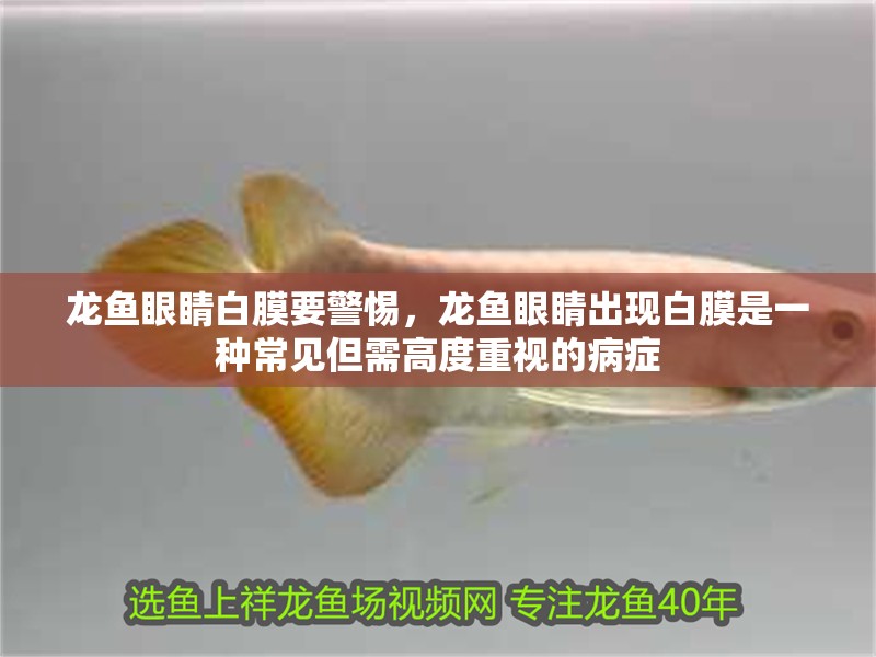 龍魚眼睛白膜要警惕，龍魚眼睛出現白膜是一種常見但需高度重視的病癥