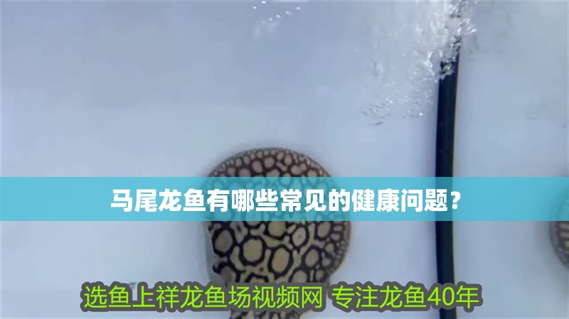 馬尾龍魚有哪些常見的健康問題？