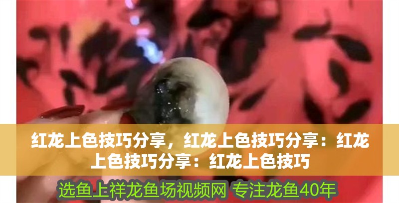 紅龍上色技巧分享，紅龍上色技巧分享：紅龍上色技巧分享：紅龍上色技巧