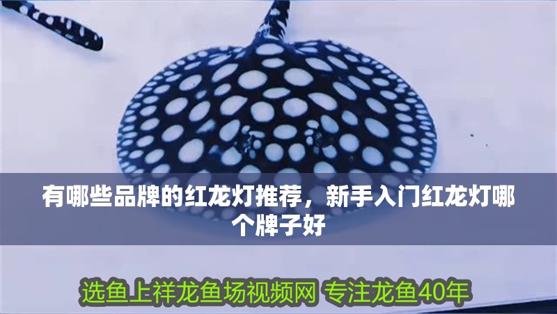 有哪些品牌的紅龍燈推薦，新手入門紅龍燈哪個牌子好
