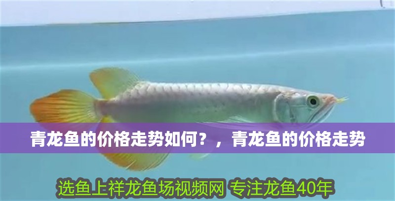 青龍魚的價格走勢如何？，青龍魚的價格走勢
