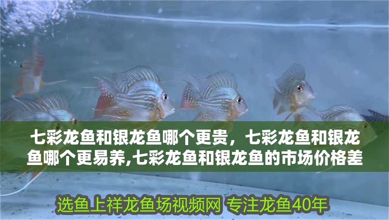 七彩龍魚和銀龍魚哪個更貴，七彩龍魚和銀龍魚哪個更易養,七彩龍魚和銀龍魚的市場價格差異大嗎