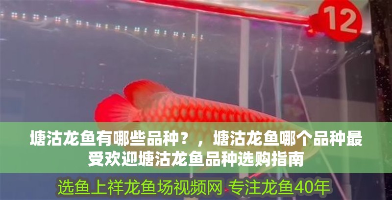 塘沽龍魚有哪些品種？，塘沽龍魚哪個品種最受歡迎塘沽龍魚品種選購指南