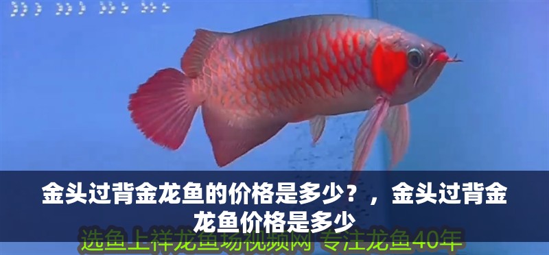 金頭過背金龍魚的價格是多少？，金頭過背金龍魚價格是多少