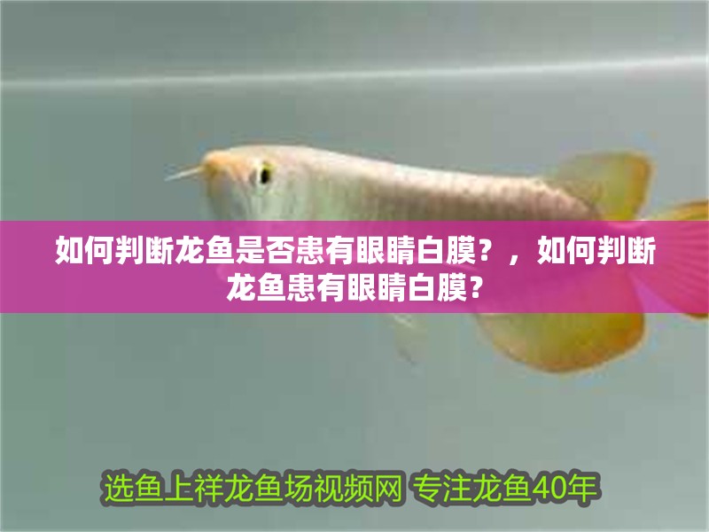 如何判斷龍魚是否患有眼睛白膜？，如何判斷龍魚患有眼睛白膜？