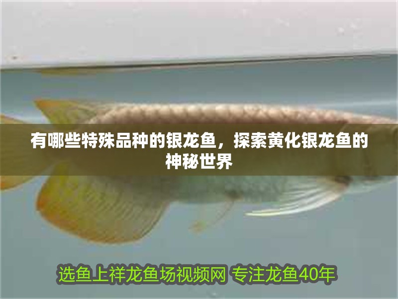 有哪些特殊品種的銀龍魚(yú)，探索黃化銀龍魚(yú)的神秘世界