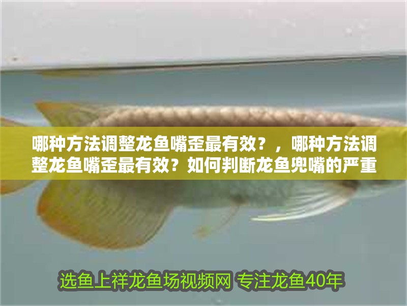 哪種方法調整龍魚嘴歪最有效？，哪種方法調整龍魚嘴歪最有效？如何判斷龍魚兜嘴的嚴重程度？