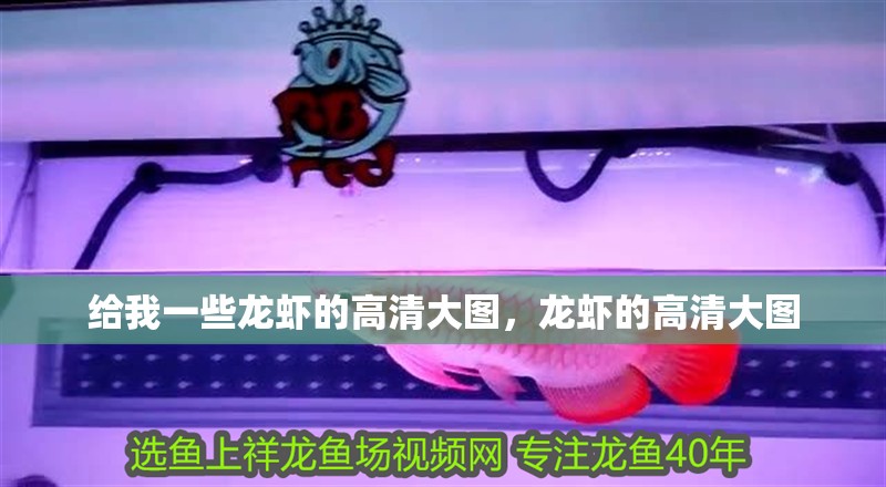 給我一些龍蝦的高清大圖，龍蝦的高清大圖