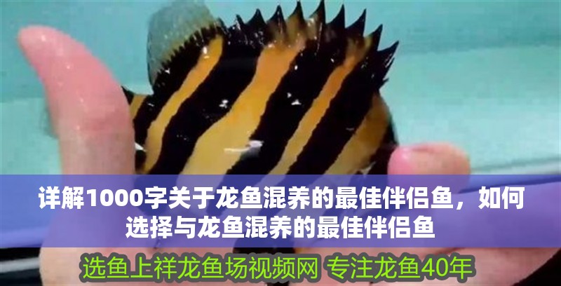 詳解1000字關(guān)于龍魚混養(yǎng)的最佳伴侶魚，如何選擇與龍魚混養(yǎng)的最佳伴侶魚