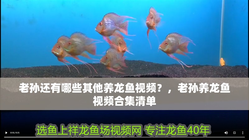 老孫還有哪些其他養(yǎng)龍魚視頻？，老孫養(yǎng)龍魚視頻合集清單