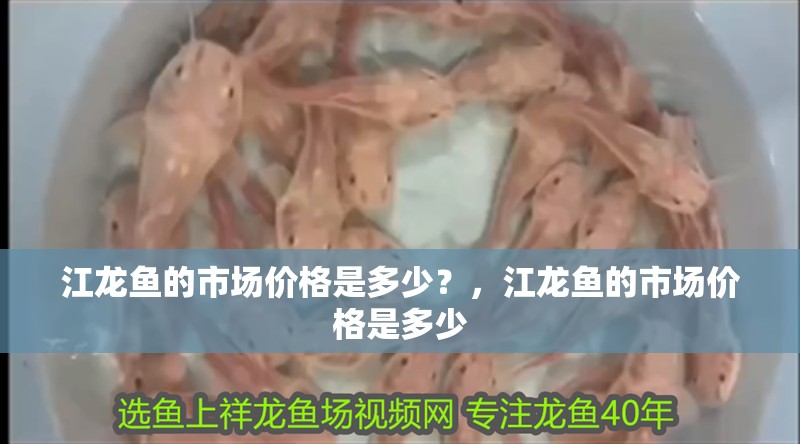 江龍魚(yú)的市場(chǎng)價(jià)格是多少？，江龍魚(yú)的市場(chǎng)價(jià)格是多少