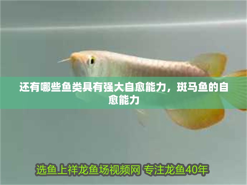 還有哪些魚類具有強大自愈能力,斑馬魚的自愈能力