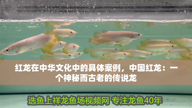 紅龍在中華文化中的具體案例，中國紅龍：一個神秘而古老的傳說龍