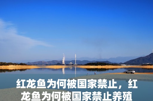 紅龍魚為何被國(guó)家禁止,紅龍魚為何被國(guó)家禁止養(yǎng)殖