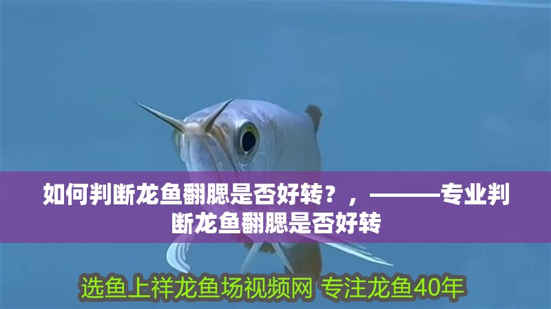 如何判斷龍魚翻腮是否好轉？，———專業判斷龍魚翻腮是否好轉