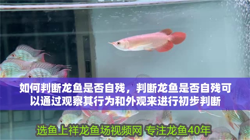 如何判斷龍魚是否自殘，判斷龍魚是否自殘可以通過觀察其行為和外觀來進(jìn)行初步判斷