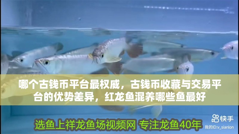 哪個古錢幣平臺最權威，古錢幣收藏與交易平臺的優勢差異，紅龍魚混養哪些魚最好