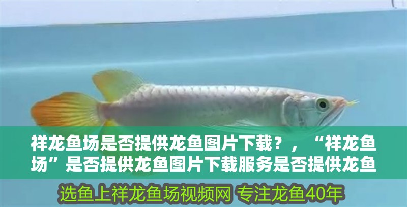 祥龍魚場是否提供龍魚圖片下載？，“祥龍魚場”是否提供龍魚圖片下載服務是否提供龍魚圖片下載