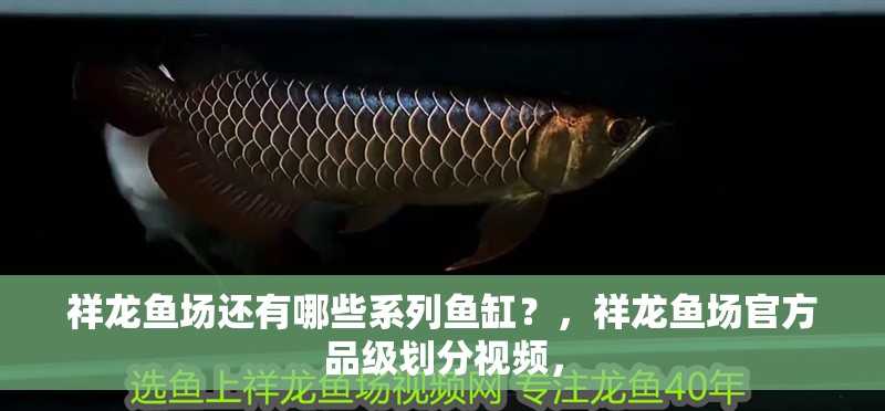祥龍魚場還有哪些系列魚缸？，祥龍魚場官方品級劃分視頻，