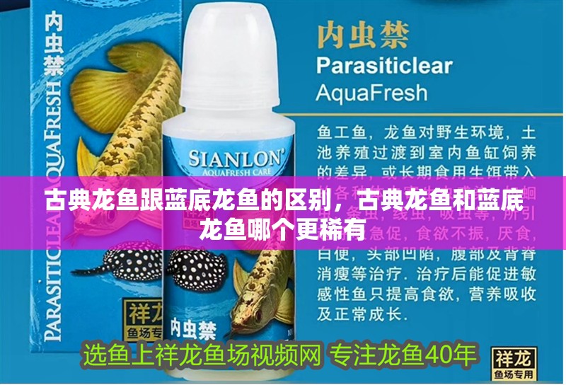 古典龍魚跟藍(lán)底龍魚的區(qū)別，古典龍魚和藍(lán)底龍魚哪個(gè)更稀有