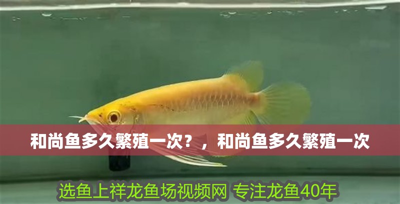 和尚魚多久繁殖一次？，和尚魚多久繁殖一次