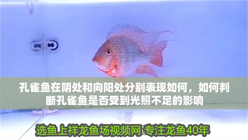 孔雀魚在陰處和向陽處分別表現如何，如何判斷孔雀魚是否受到光照不足的影響