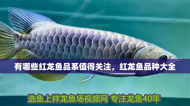 有哪些紅龍魚品系值得關注，紅龍魚品種大全