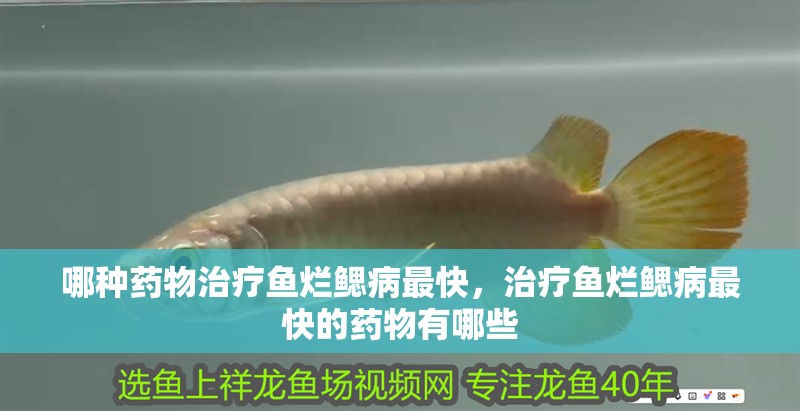 哪種藥物治療魚爛鰓病最快，治療魚爛鰓病最快的藥物有哪些