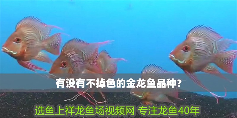 有沒有不掉色的金龍魚品種？