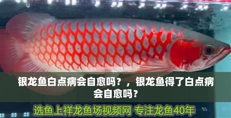 銀龍魚白點病會自愈嗎？，銀龍魚得了白點病會自愈嗎？