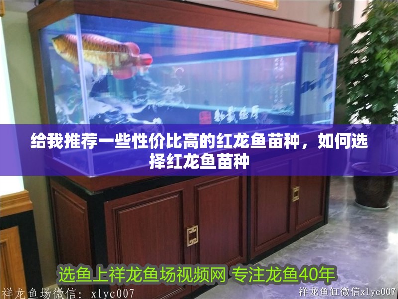 給我推薦一些性價比高的紅龍魚苗種，如何選擇紅龍魚苗種