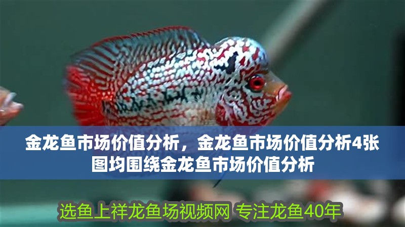 金龍魚市場價值分析，金龍魚市場價值分析4張圖均圍繞金龍魚市場價值分析